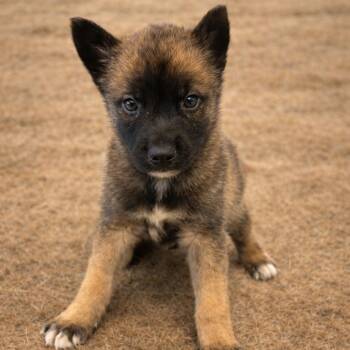 Shepherd Dogs Available for Adoption in San Antonio, Texas - Keem | PetCurious