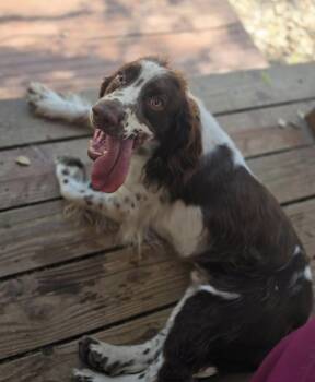Cooper -  English Springer Spaniel Dog for Adoption in Jamestown, California - Cooper | PetCurious