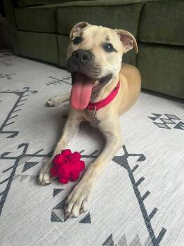 Bo FH -  Labrador Retriever and Black Mouth Cur Dog for Adoption in Sanford, Florida - Bo FH | PetCurious