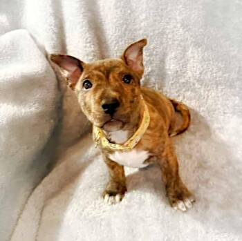 Mixed Breed Dogs Available for Adoption in Itasca, Illinois - Gwen | PetCurious