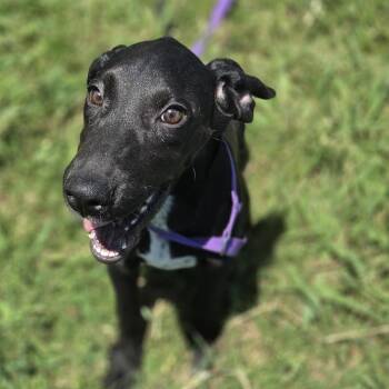 Batty -  Mixed Breed and Black Labrador Retriever Dog for Adoption in Durant, Oklahoma - Batty | PetCurious