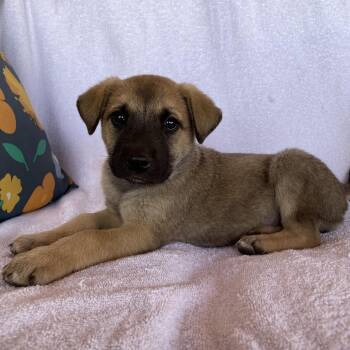 Feliana -  Shepherd Dog for Adoption in Tucson, Arizona - Feliana | PetCurious