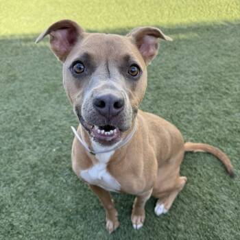 Rescue Pit Bull Terrier Dogs for Adoption in Long Beach, California - Magnificent Malory | PetCurious