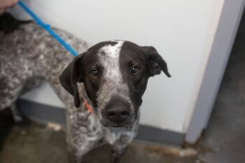 German Shorthaired Pointer Dogs Available for Adoption in Mountain Home, Arkansas - Cooper | PetCurious