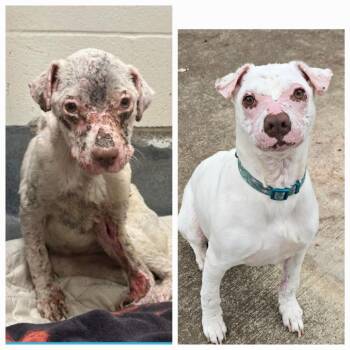 Rescue American Staffordshire Terrier and Terrier Dogs for Adoption in Austin, Texas - Smarty Marty SPC | PetCurious
