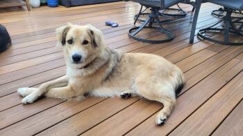 Golden Retriever Dogs Available for Adoption in Brooklyn Center, Minnesota - Dunne | PetCurious