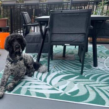 Stark -  Standard Poodle Dog for Adoption in Courtice, Ontario - Stark | PetCurious