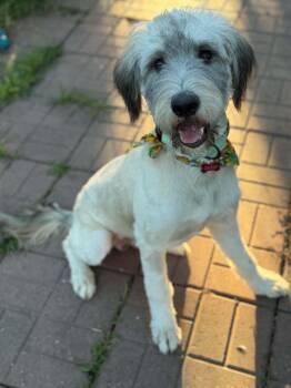Max -  Goldendoodle and Great Dane Dog for Adoption in Dysart, Iowa - Max | PetCurious