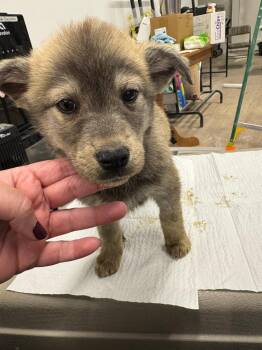 Husky and Mixed Breed Dogs Available for Adoption in Calgary, Alberta - Brush Wolf | PetCurious