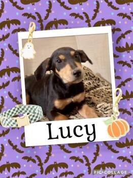 Rescue Labrador Retriever Dogs for Adoption in Manchester, Connecticut - Lucy 1 | PetCurious
