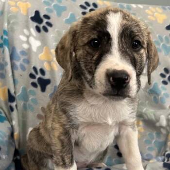 Boxer and American Foxhound Dogs Available for Adoption - Topaz Gem | PetCurious