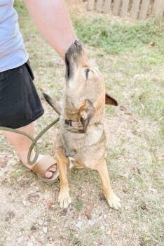 LILY -  German Shepherd Dog Dog for Adoption in Fosters, Alabama - LILY | PetCurious