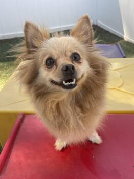 Pixel -  Pomeranian Dog for Adoption in Baker, Louisiana - Pixel | PetCurious