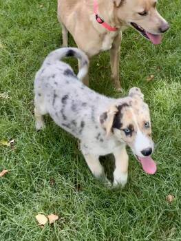 Poppy -  Australian Shepherd and Golden Retriever Dog for Adoption - Poppy | PetCurious