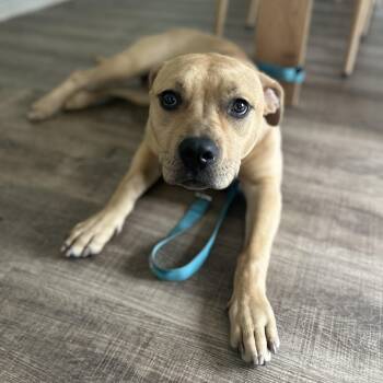 Pit Bull Terrier Dogs Available for Adoption in Mooresville, North Carolina - Gordo | PetCurious