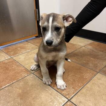 FWT Wade -  Siberian Husky and Mixed Breed Dog for Adoption in Midland, Texas - FWT Wade | PetCurious