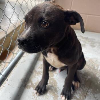 Briggs -  Pit Bull Terrier and Mixed Breed Dog for Adoption in Valley, Alabama - Briggs | PetCurious