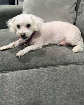 Bichon Frise and Poodle Dogs Available for Adoption in Corona, California - Matilda | PetCurious