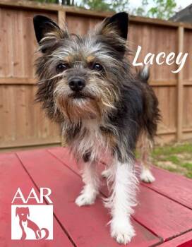Lacey -  Cairn Terrier and Border Terrier Dog for Adoption in Magnolia, Texas - Lacey | PetCurious