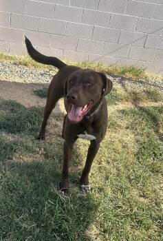 Chop -  Chocolate Labrador Retriever Dog for Adoption in Siloam Springs, Arkansas - Chop | PetCurious
