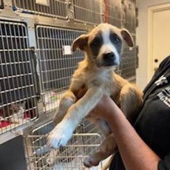 Masarati -  Mixed Breed Dog for Adoption in Buellton, California - Masarati | PetCurious