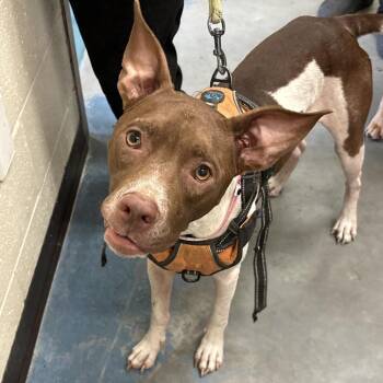 Kinslee -  Mixed Breed Dog for Adoption in Memphis, Tennessee - Kinslee | PetCurious