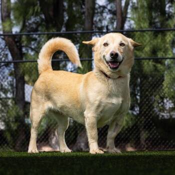 Minnie -  Cardigan Welsh Corgi and Mixed Breed Dog for Adoption in Jupiter, Florida - Minnie | PetCurious
