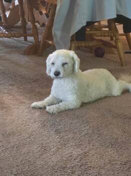 PRECIOUS -  Bichon Frise Dog for Adoption in Jackson Township, New Jersey - PRECIOUS | PetCurious