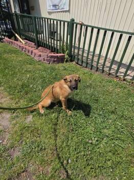 Shepherd Dogs Available for Adoption in Cleveland, Tennessee - L J | PetCurious