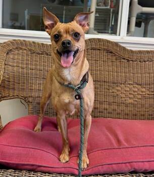 Rescue Chihuahua and Pug Dogs for Adoption in Marshall, Texas - Willow | PetCurious