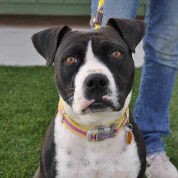 Molly -  Mixed Breed Dog for Adoption in Prescott, Arizona - Molly | PetCurious