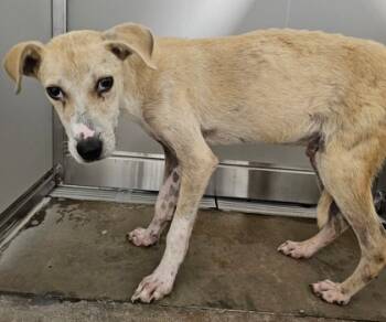 Rescue Retriever and Mixed Breed Dogs for Adoption in Fort Worth, Texas - Virgil | PetCurious