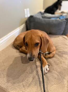Rescue Basset Hound Dogs for Adoption - Obi Wan | PetCurious