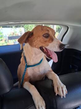 Sweet Annie -  Beagle and Hound Dog for Adoption in Cary, North Carolina - Sweet Annie | PetCurious