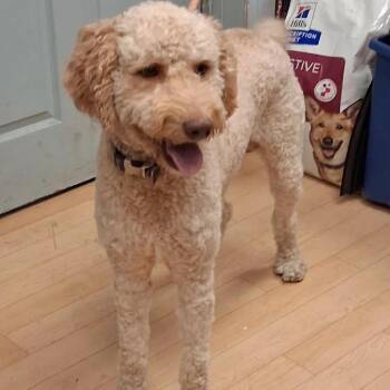 Nemo -  Golden Retriever and Poodle Dog for Adoption in Spokane, Washington - Nemo | PetCurious
