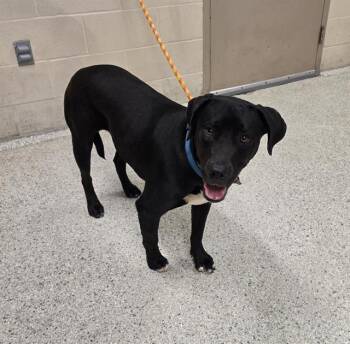 Labrador Retriever and Mixed Breed Dogs Available for Adoption in Conroe, Texas - FREDDIE | PetCurious