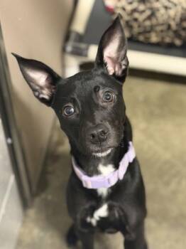 Cleolina -  Chihuahua Dog for Adoption in Sacramento, California - Cleolina | PetCurious