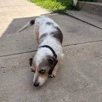 Twix -  Dachshund Dog for Adoption in Blue Springs, Missouri - Twix | PetCurious