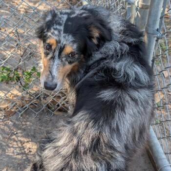 Australian Shepherd Dogs Available for Adoption in Lakeland, Florida - Buddy | PetCurious