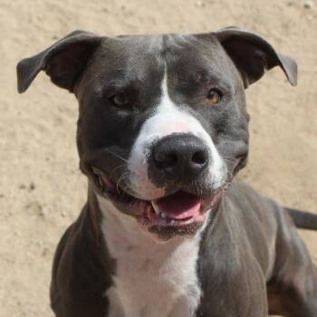 Kitty -  Pit Bull Terrier Dog for Adoption in Yucca Valley, California - Kitty | PetCurious