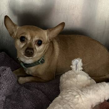 Rescue Chihuahua Dogs for Adoption in Grand Rapids, Michigan - Osita | PetCurious