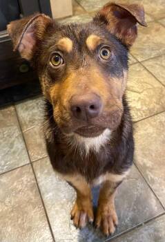 Rescue Mixed Breed Dogs for Adoption in Polson, Montana - Benny | PetCurious