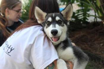 Lick Jagger -  Siberian Husky and Mixed Breed Dog for Adoption in Brunswick, Georgia - Lick Jagger | PetCurious