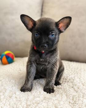 Charlotte -  Shepherd and Mixed Breed Dog for Adoption in Houston, Texas - Charlotte | PetCurious