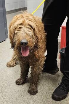 DARBY -  Golden Retriever and Poodle Dog for Adoption - DARBY | PetCurious