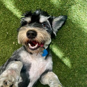 Mason -  Poodle and Miniature Schnauzer Dog for Adoption in Fort Lauderdale, Florida - Mason | PetCurious