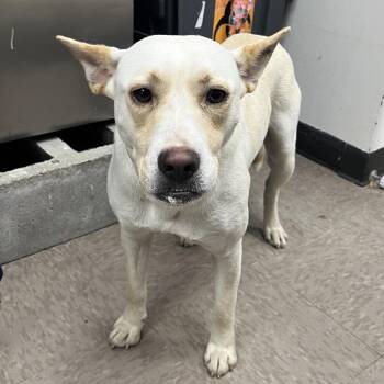 Evangeline -  Labrador Retriever and Cattle Dog Dog for Adoption in Birmingham, Alabama - Evangeline | PetCurious