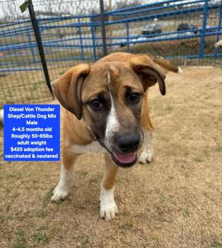 Shepherd and Cattle Dog Dogs Available for Adoption - Diesel Von Thunder | PetCurious
