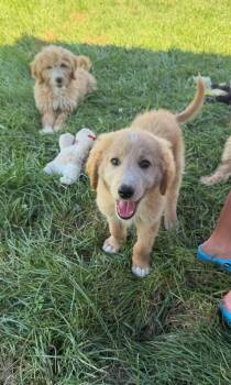 Tanner -  Goldendoodle Dog for Adoption in Lexington, Kentucky - Tanner | PetCurious