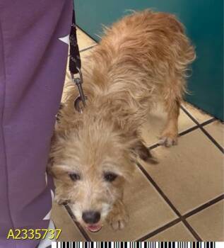 LENNON -  Mixed Breed Dog for Adoption in West Palm Beach, Florida - LENNON | PetCurious